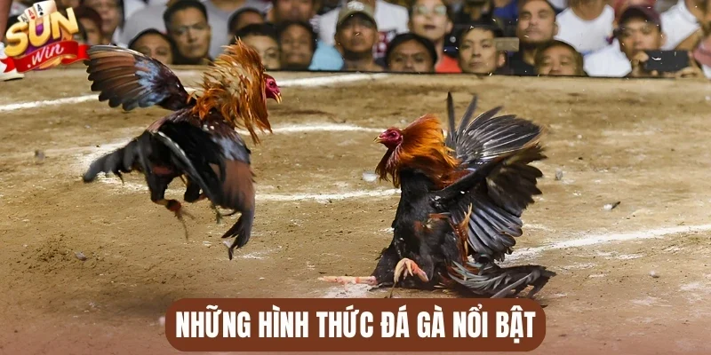 Những hình thức đá gà nổi bật